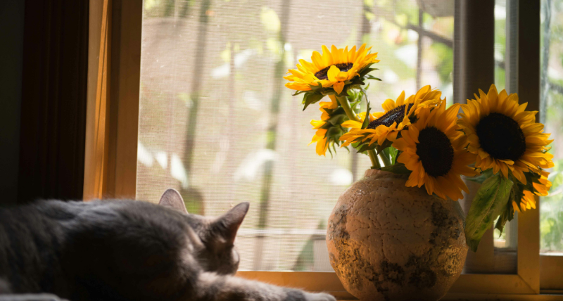 Opinión de Mariángeles Canocasado sobre compra y venta de Inmobiliaria Ireka. 